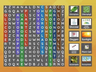 Photosynthesis and Cellular Respiration