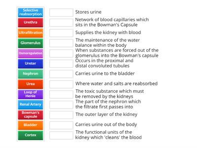  Kidney Structure & Functions