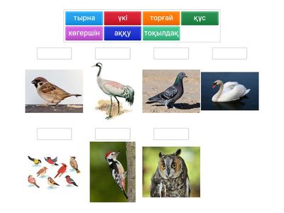 Year 4  Жабайы құстар