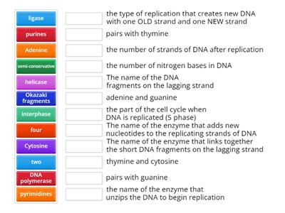 DNA Replication