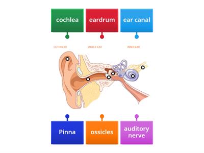 Label Parts of the ear