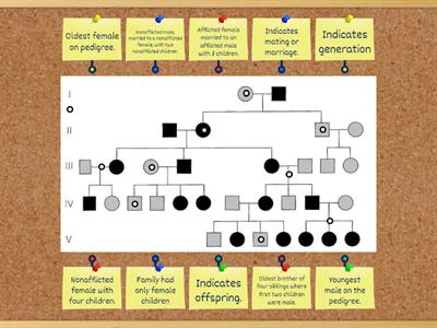 Pedigree Chart Identification