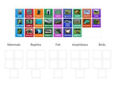 Classifying vertebrates Sorting activity