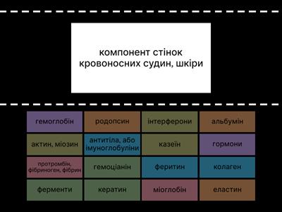 Біологічна роль білків