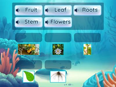 Parts of Plants By Shafi Sir