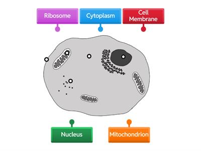 Animal Cell Diagram