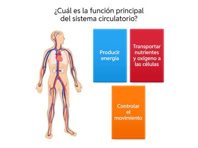Sistema circulatorio 