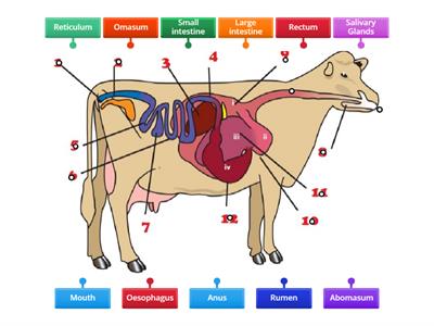 Ruminant Digestive System