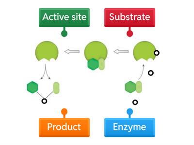 Enzymes labeling