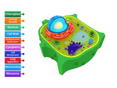 label plant cell structures