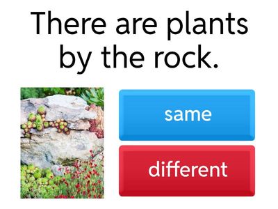 Same or Different (umbrella, rock)