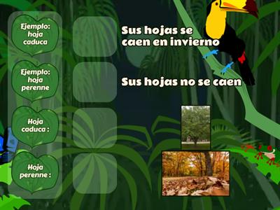 Clasificación de las plantas según sus hojas