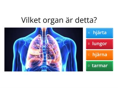 Kroppen - Organ, skelett och muskler