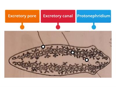 Class "Turbellaria" (Excretory System)