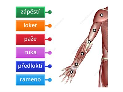 Části horní končetiny