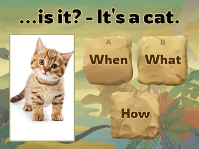 Who, when, what, where, why