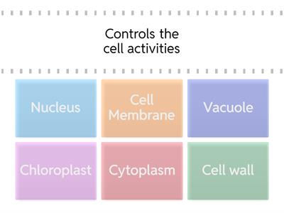 Cell structure functions