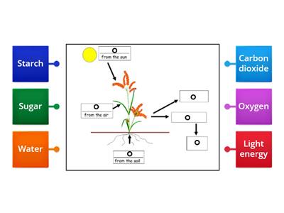 Photosynthesis (S2)