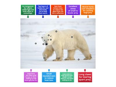 A polar bear's adaptation Year 4