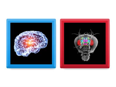 Adolescentes-¿Qué es cerebro?