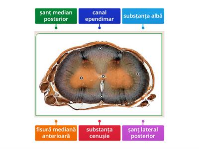 Măduva spinării - alcătuire, fixare