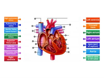 CAX KS4 tripple award structures of the heart 