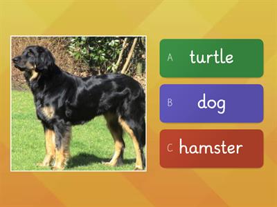 Pets Quiz