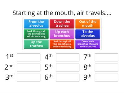 S3 L4 Flow of air in and out of lungs