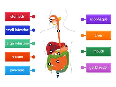 Digestive System