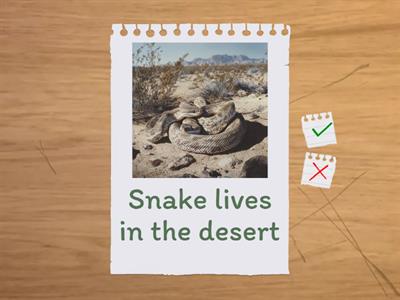 Where do animals live?