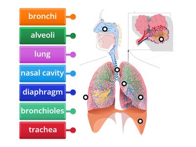 Respiratory system