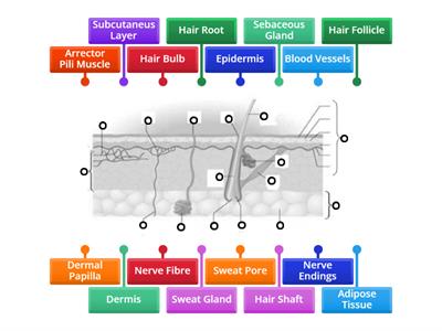 Structure of the Skin