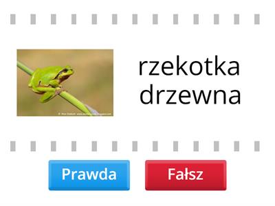 Płazy