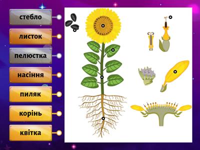 Будова рослини