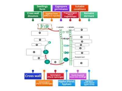 Rhizopus Sexual Reproduction