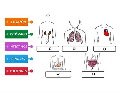 CUERPO HUMANO