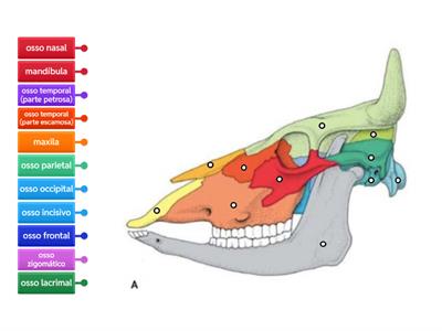 Ossos do Crânio (Bovinos)
