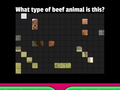 Early or late maturing cattle?