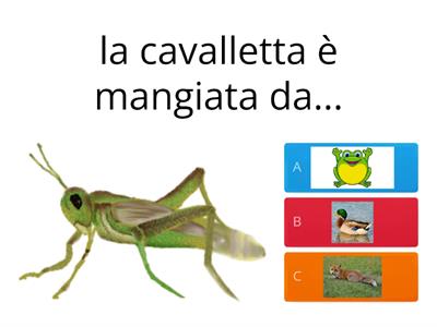 Catena alimentare