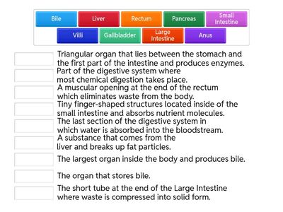 Science Digestion Practice 2