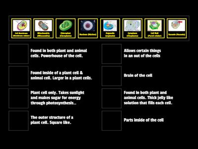 Cell Organelles