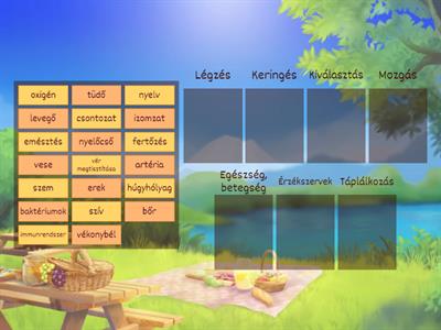 Az emberi test - csoportosító