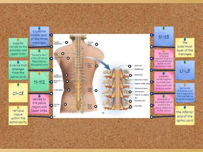 The Spinal Cord Diagram