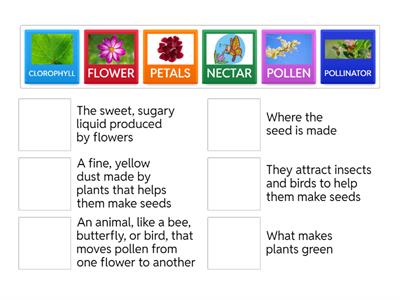 POLLINATION VOCABULARY Match Up