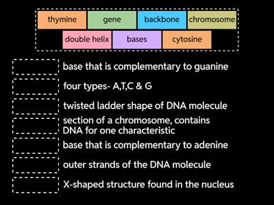 N5 1.3 DNA structure