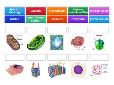 partes de una célula