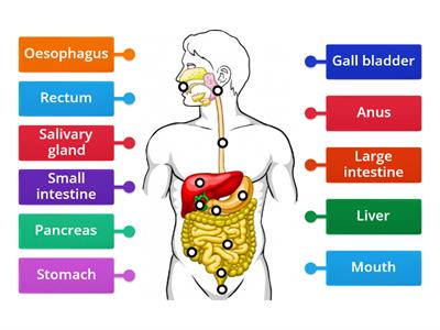 Digestive System