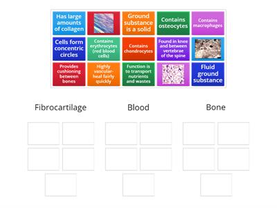 Review 3: Connective Tissue
