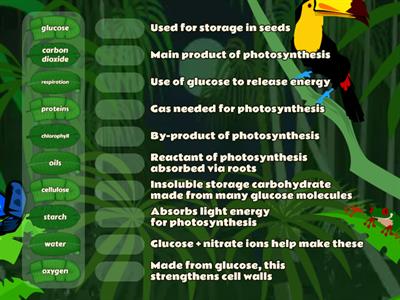 Photosynthesis