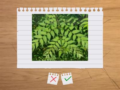 造園丙級植物識別